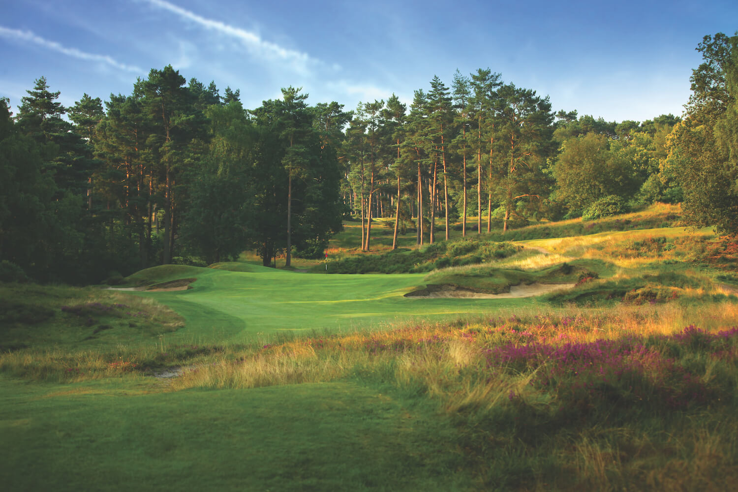 Famous forest. Swinley Forest Camberley.