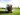 golf cart driver