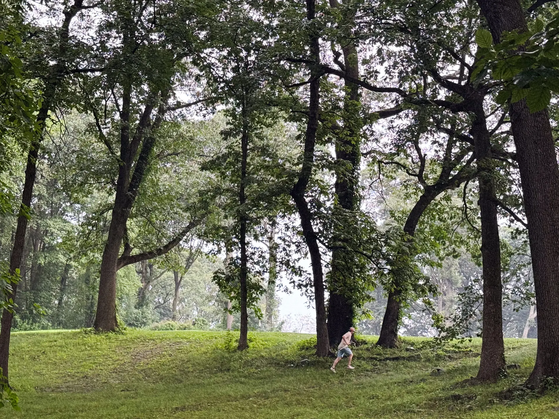 forest park