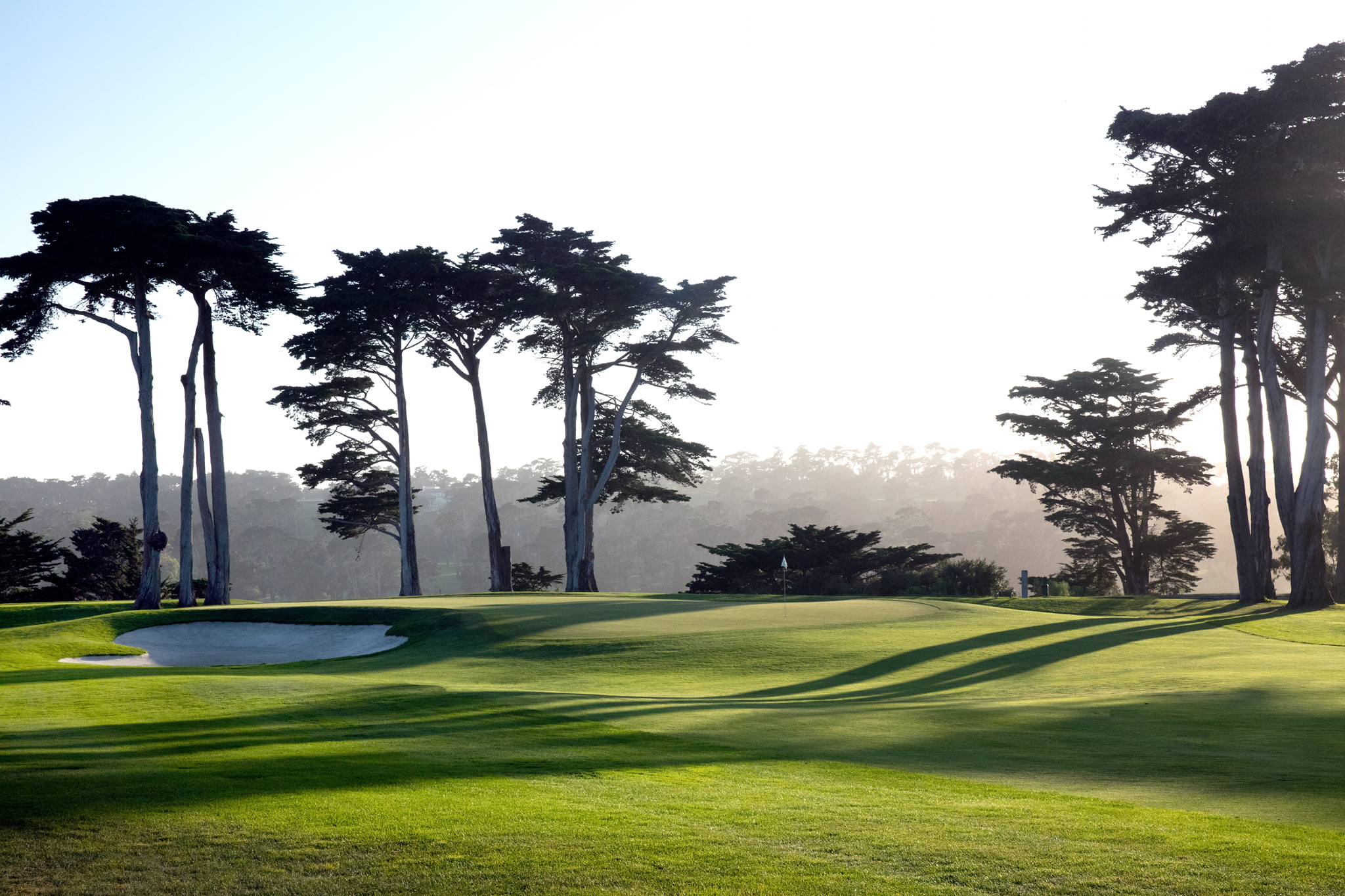 tpc harding park